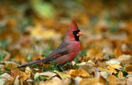 Male Cardinal by Panoramic Images art print