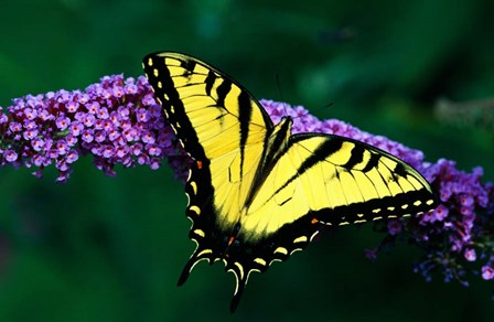 Tiger Swallowtail Butterfly by Panoramic Images art print