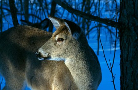 Deer Doe in Snowy Woods by Panoramic Images art print