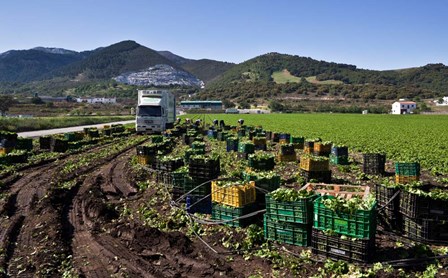 Harvesting Lettuce near Ventas de Zafarraya, Spain by Panoramic Images art print