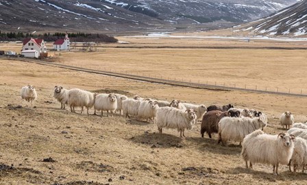 Flock of Sheep, Iceland by Panoramic Images art print