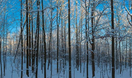 Winter Ice on Trees, New York State, USA by Panoramic Images art print