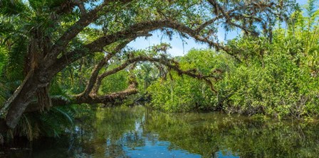 Estero River in Fort Myers, Florida by Panoramic Images art print