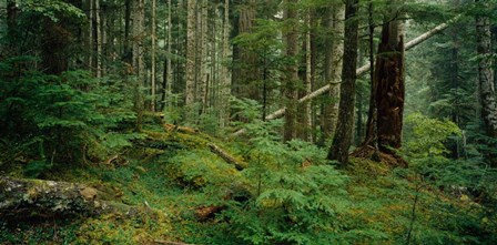Hoh Rainforest, Olympic National Forest, Washington State by Panoramic Images art print