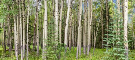 Bow Valley Parkway, Banff National Park, Alberta, Canada by Panoramic Images art print