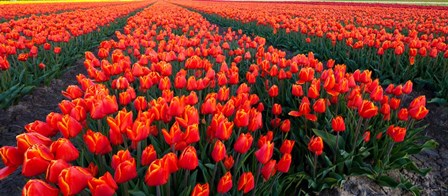 Rows of Red Tulips in bloom, North Holland, Netherlands by Panoramic Images art print