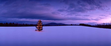 Christmas Tree in the Snow, New London, New Hampshire by Panoramic Images art print