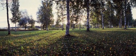 Birch Trees, Imatra, Finland by Panoramic Images art print