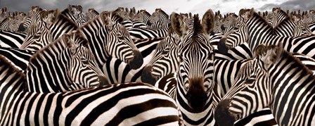 Herd of Zebras by Panoramic Images art print