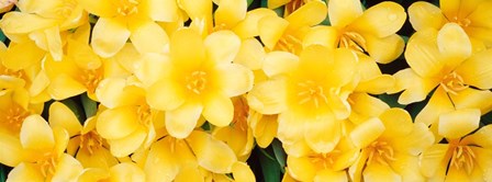 Yellow Tulips by Panoramic Images art print