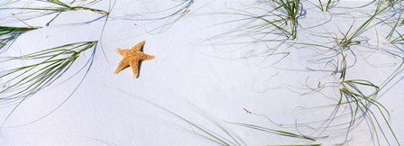 Starfish, Gulf of Mexico by Panoramic Images art print