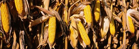 Corn Crop Field, Minnesota by Panoramic Images art print