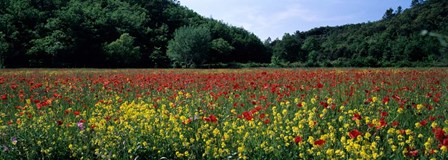 Poppy Field, France by Panoramic Images art print