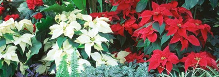 Red And White Poinsettias by Panoramic Images art print