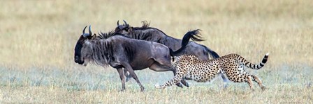 Cheetah Serengeti National Park, Tanzania by Panoramic Images art print