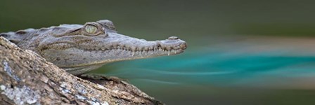 American Crocodile, Costa Rica by Panoramic Images art print