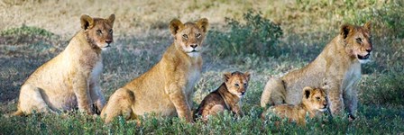 African Lion (Panthera leo) family in a field, Ndutu, Ngorongoro Conservation Area, Tanzania by Panoramic Images art print