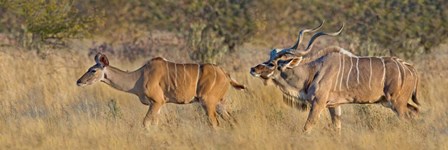 Male and female Greater Kudu, Etosha National Park, Namibia by Panoramic Images art print