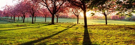 Cherry Blossoms in a Park, England by Panoramic Images art print