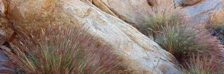 Anza Borrego Desert State Park, Borrego Springs, California by Panoramic Images art print