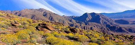 Flowering Shrubs, Anza Borrego Desert State Park, California by Panoramic Images art print