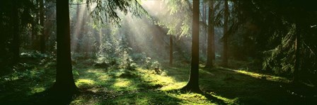 Forest, Uppland, Sweden by Panoramic Images art print