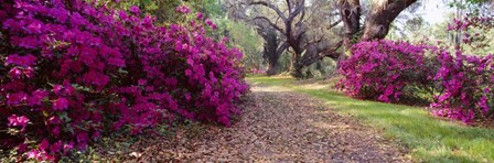 Magnolia Plantation and Gardens, Charleston, South Carolina by Panoramic Images art print