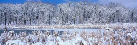 Winter in Illinois by Panoramic Images art print