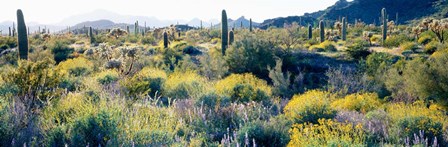 Desert AZ by Panoramic Images art print
