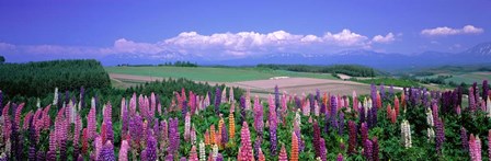 Lupines Hokkaido, Japan by Panoramic Images art print