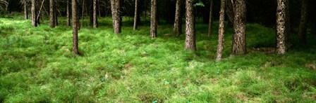Horsetail Grass, Alberta, Canada by Panoramic Images art print