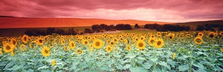 Sunflowers, Corbada, Spain by Panoramic Images art print