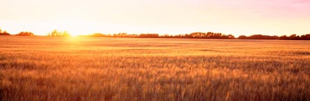 Field in Canada by Panoramic Images art print