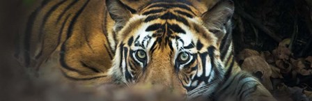 Bengal Tiger, India by Panoramic Images art print