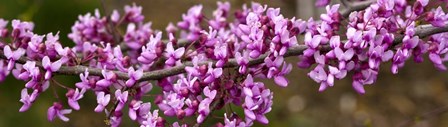 Redbud Tree Blossoms by Panoramic Images art print