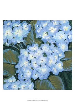 Blue Hydrangeas I by Timothy O&#39;Toole art print