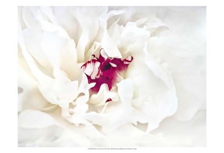 White Linen Peony II by Rachel Perry art print