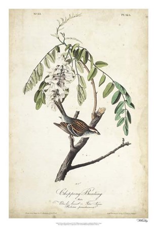 Delicate Bird and Botanical I by John James Audubon art print