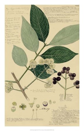 Descubes Foliage &amp; Fruit I by Alexandre Descubes art print