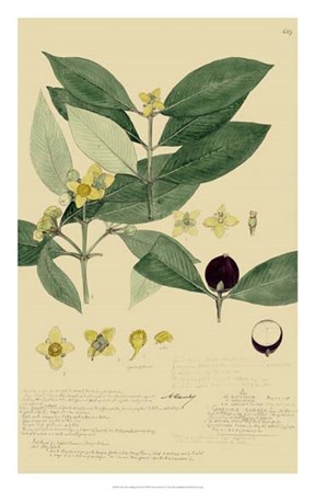 Descubes Foliage &amp; Fruit II by Alexandre Descubes art print