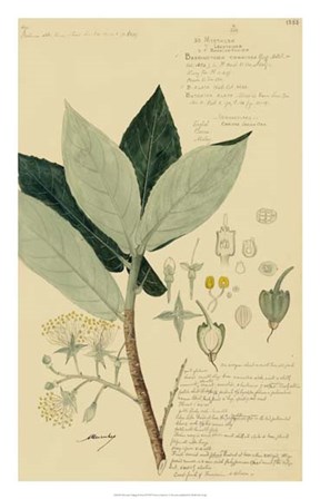 Descubes Foliage &amp; Fruit III by Alexandre Descubes art print