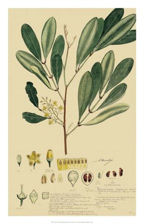 Descubes Foliage &amp; Fruit IV by Alexandre Descubes art print