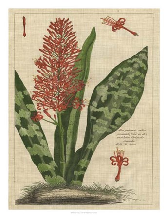 Botanical Study on Linen I by Vision Studio art print