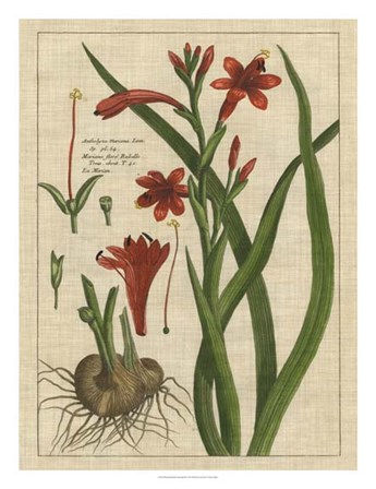 Botanical Study on Linen II by Vision Studio art print