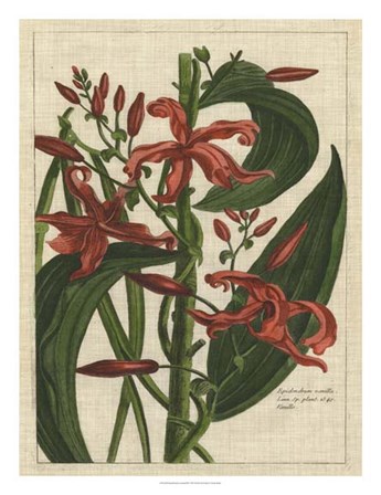 Botanical Study on Linen III by Vision Studio art print