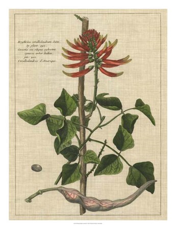 Botanical Study on Linen IV by Vision Studio art print