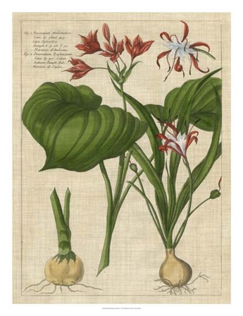 Botanical Study on Linen V by Vision Studio art print