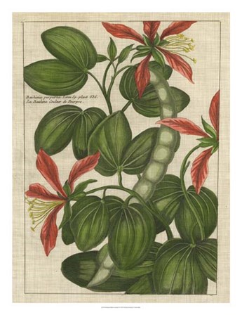 Botanical Study on Linen VI by Vision Studio art print