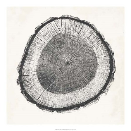 Tree Ring II by Vision Studio art print