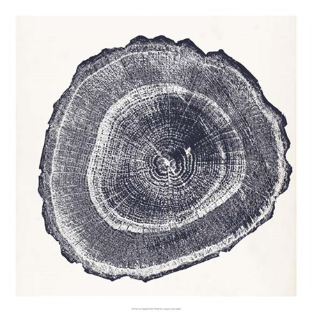 Tree Ring III by Vision Studio art print
